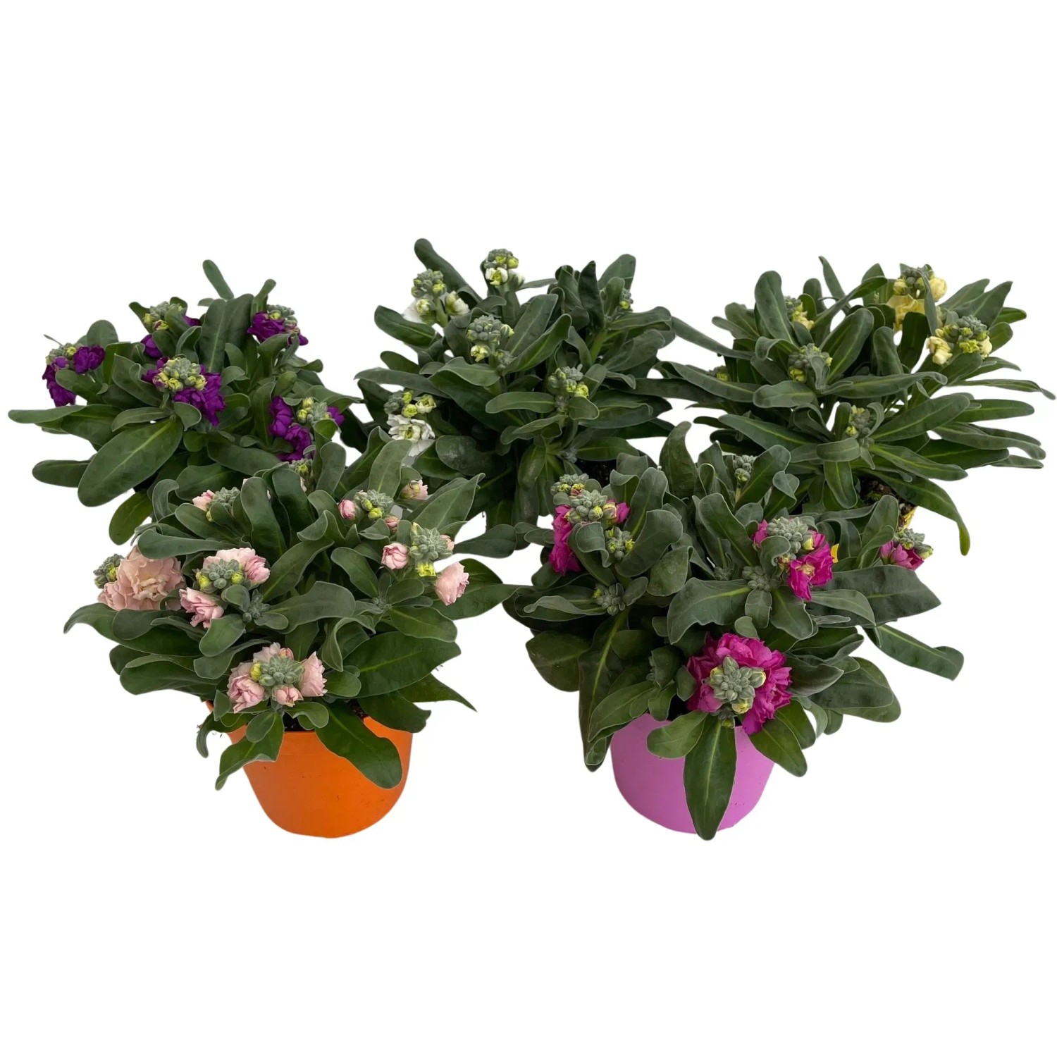 GROW by OBI Fiala šedivá (Matthiola incana), různé barvy, 27 cm, pr. 14 cm GROW by OBI Fiala šedivá (Matthiola incana), různé barvy, 27 cm, pr. 14 cm