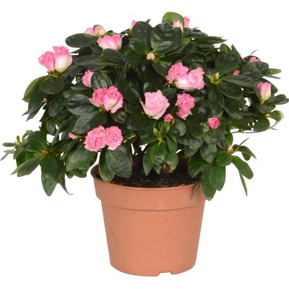 Pokojová azalka lososová průměr květináče cca 14 cm Pokojová azalka lososová průměr květináče cca 14 cm