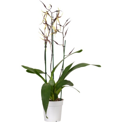 Speciální mix orchidejí průměr květináče cca 12 cm Speciální mix orchidejí průměr květináče cca 12 cm
