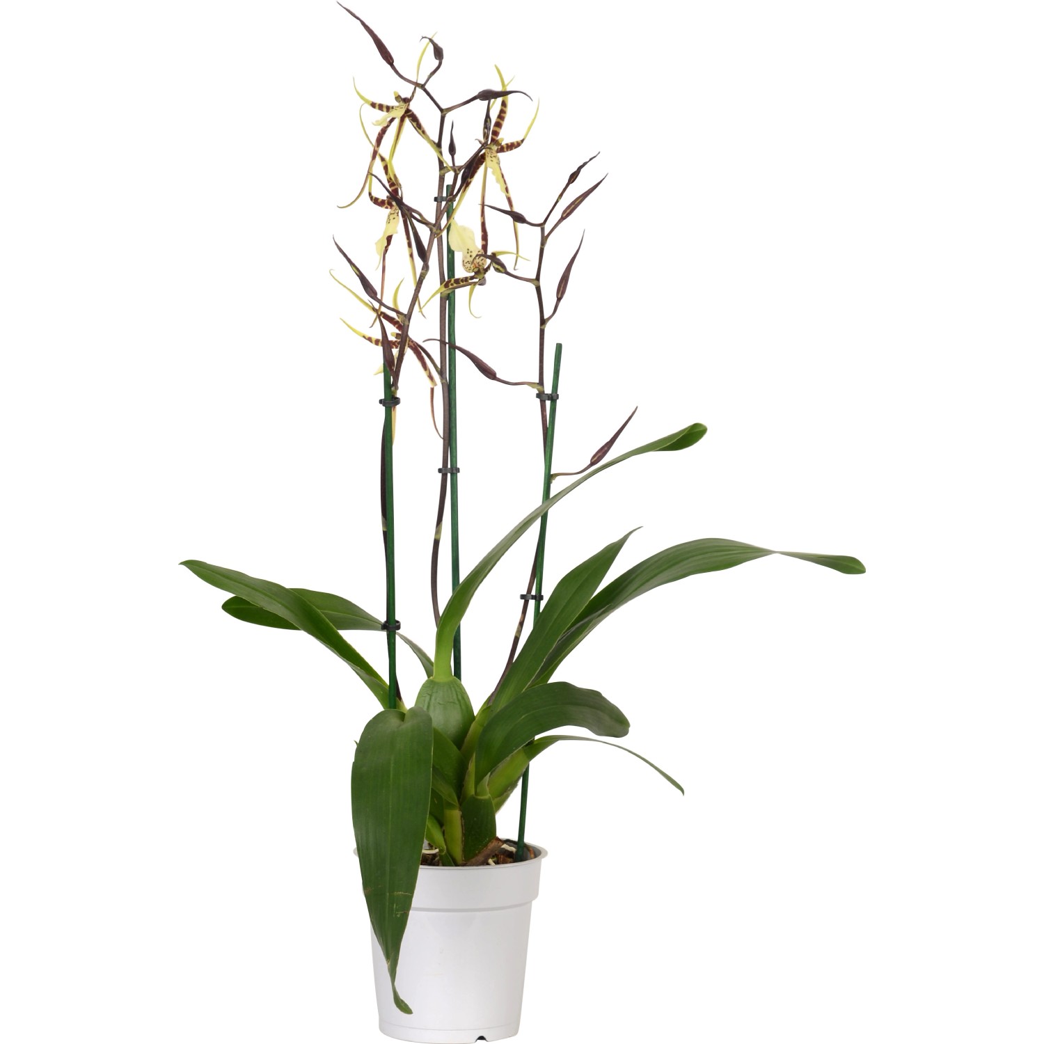 Speciální mix orchidejí průměr květináče cca 12 cm Speciální mix orchidejí průměr květináče cca 12 cm