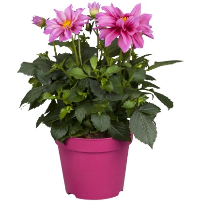 Royal Lemkes Jiřina (Dhalia) "Dahlietta Emily" výška 25-30 cm, pr. 12 cm Royal Lemkes Jiřina (Dhalia) "Dahlietta Emily" výška 25-30 cm, pr. 12 cm