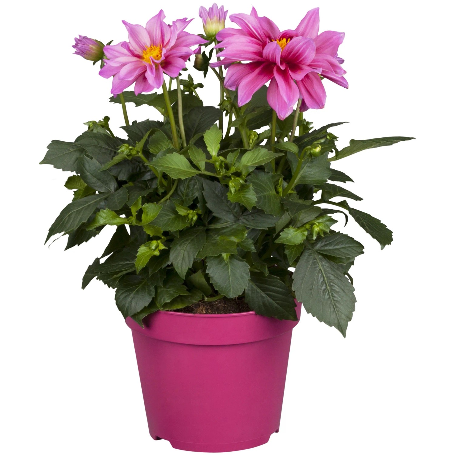 Royal Lemkes Jiřina (Dhalia) "Dahlietta Emily" výška 25-30 cm, pr. 12 cm Royal Lemkes Jiřina (Dhalia) "Dahlietta Emily" výška 25-30 cm, pr. 12 cm