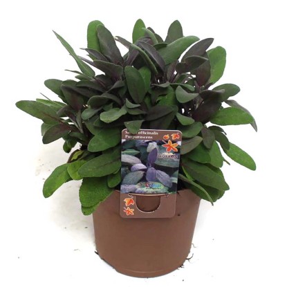 Šalvěj lékařská (Salvia officinalis) "Purpurascens", 25-35 cm, pr. kv. cca 15 cm Šalvěj lékařská (Salvia officinalis) "Purpurascens", 25-35 cm, pr. kv. cca 15 cm