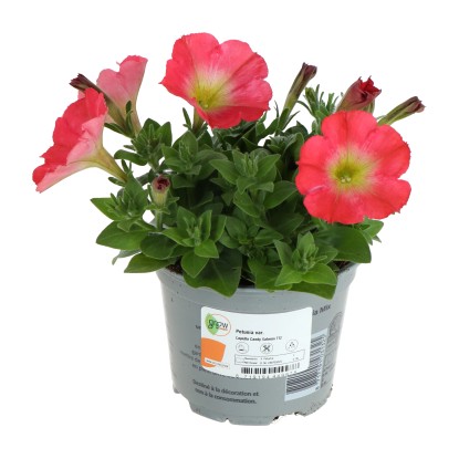 GROW by OBI Petúnie (Petunia) "Candy Salmon" cca pr. 12 cm GROW by OBI Petúnie (Petunia) "Candy Salmon" cca pr. 12 cm