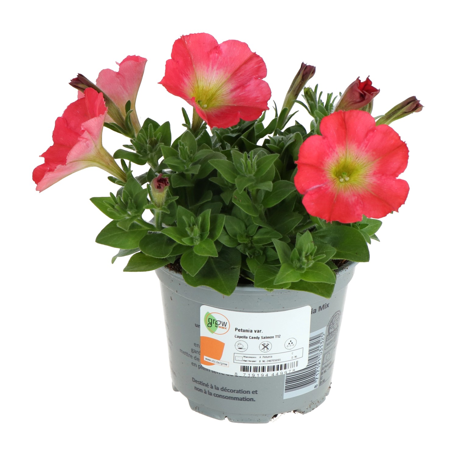 GROW by OBI Petúnie (Petunia) "Candy Salmon" cca pr. 12 cm GROW by OBI Petúnie (Petunia) "Candy Salmon" cca pr. 12 cm