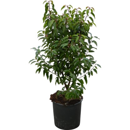OBI Bobkovišeň portugalská "Angustifolia" výška cca 70 cm květináč 10 l Prunus OBI Bobkovišeň portugalská "Angustifolia" výška cca 70 cm květináč 10 l Prunus