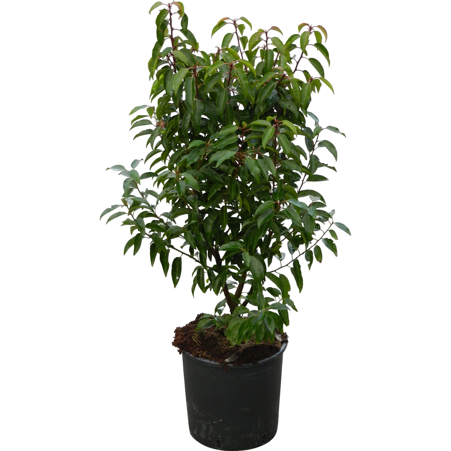 OBI Bobkovišeň portugalská "Angustifolia" výška cca 70 cm květináč 10 l Prunus OBI Bobkovišeň portugalská "Angustifolia" výška cca 70 cm květináč 10 l Prunus