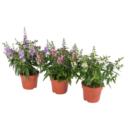 Angelonie (Angelonia Serena), výška cca 25-35 cm, pr. kv. cca 12 cm Angelonie (Angelonia Serena), výška cca 25-35 cm, pr. kv. cca 12 cm