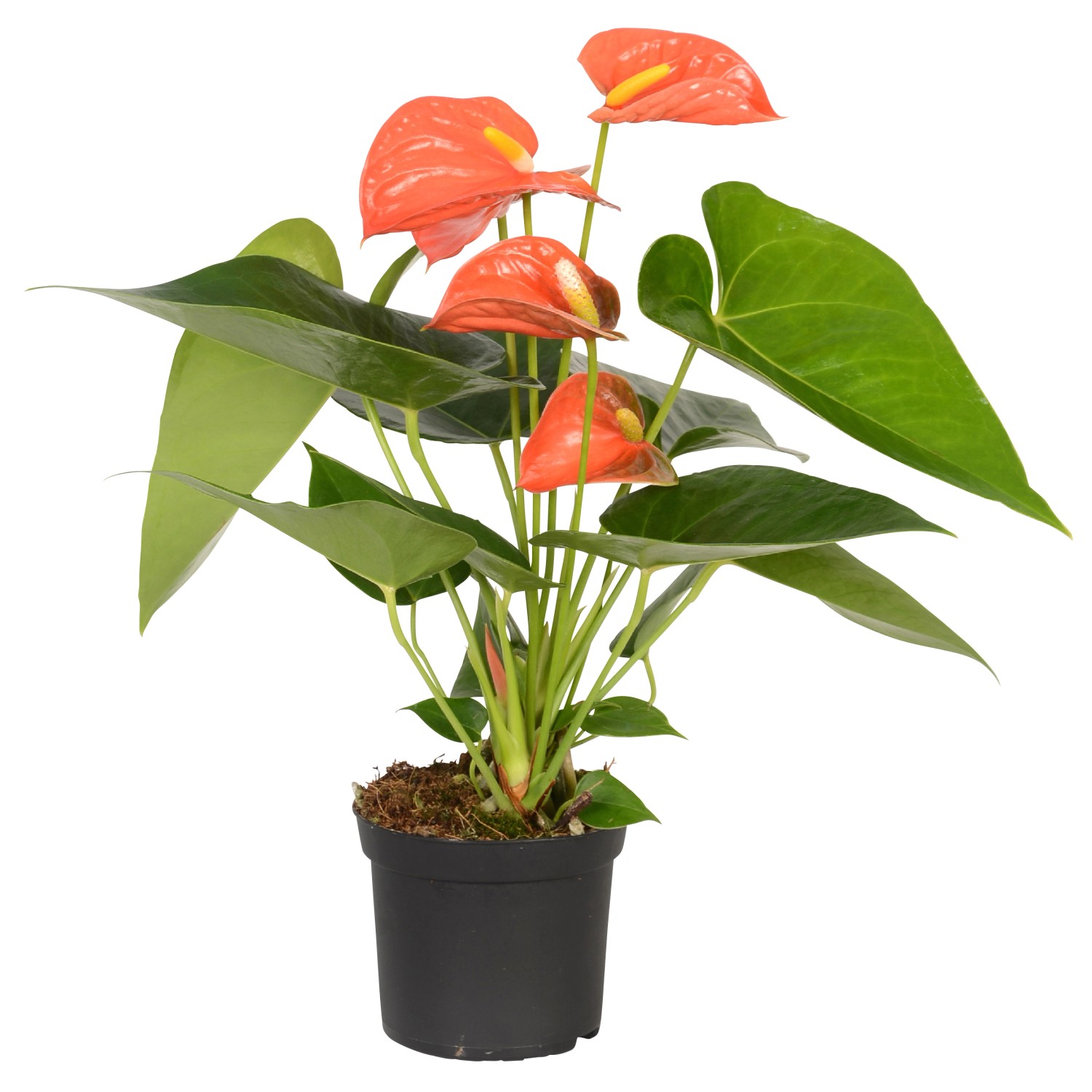 Anturie oranžová Anturie oranžová