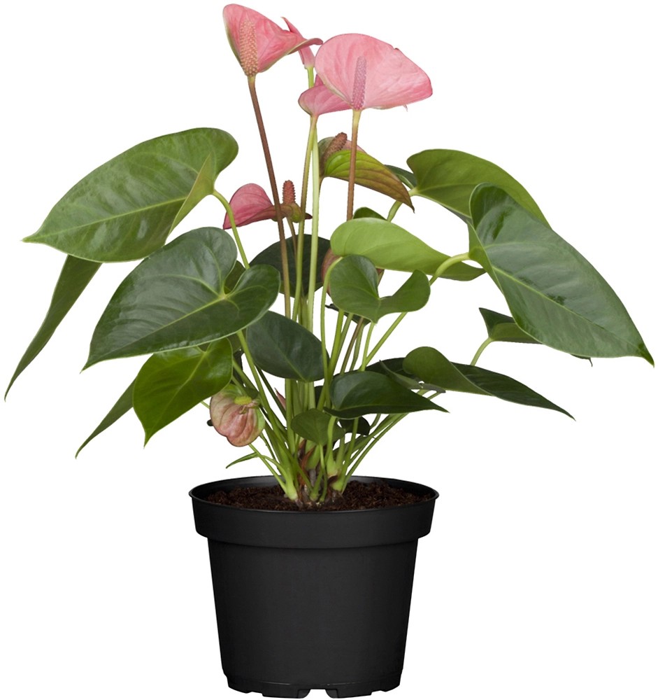 Anturie růžová průměr květináče cca 14 cm Anturie růžová průměr květináče cca 14 cm