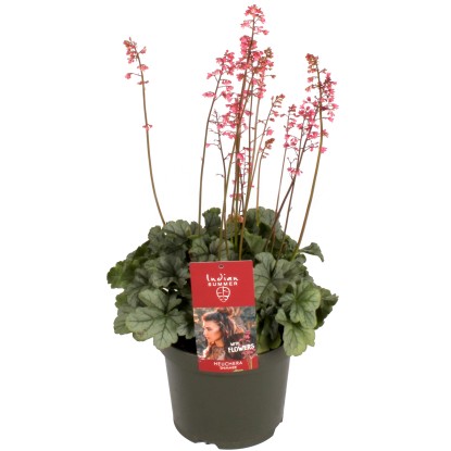 OBI Dlužicha krvavá (Heuchera) "Shimmer" pr. květináče cca 19 cm OBI Dlužicha krvavá (Heuchera) "Shimmer" pr. květináče cca 19 cm