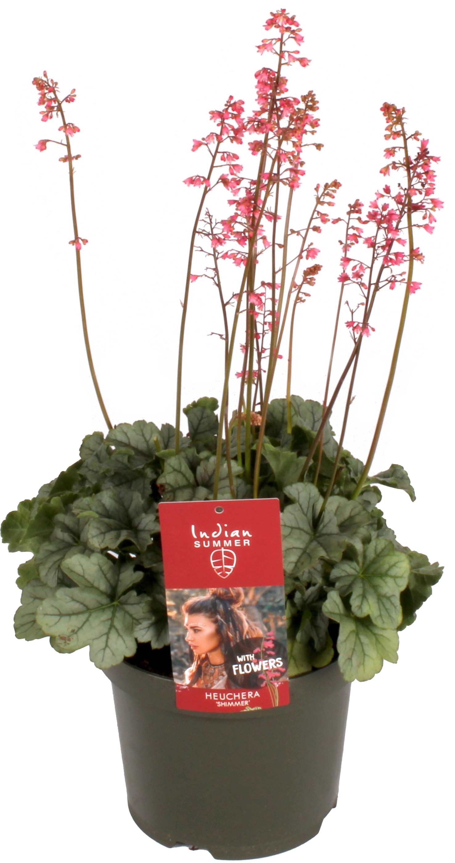 OBI Dlužicha krvavá (Heuchera) "Shimmer" pr. květináče cca 19 cm OBI Dlužicha krvavá (Heuchera) "Shimmer" pr. květináče cca 19 cm