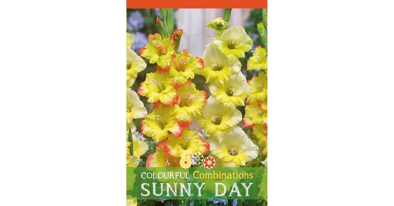 Mečíky "Sunny Day" směs Mečíky "Sunny Day" směs