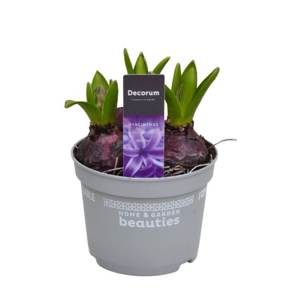 Hyacint východní (Hyacinthus orientalis) "Blue Star" výška 20 cm, pr. cca 12 cm Hyacint východní (Hyacinthus orientalis) "Blue Star" výška 20 cm, pr. cca 12 cm