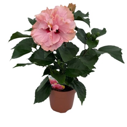 GROW by OBI Ibišek čínský (Hibiscus rosa-sinensis) "HibisQs Double Rosa" pr.13cm GROW by OBI Ibišek čínský (Hibiscus rosa-sinensis) "HibisQs Double Rosa" pr.13cm