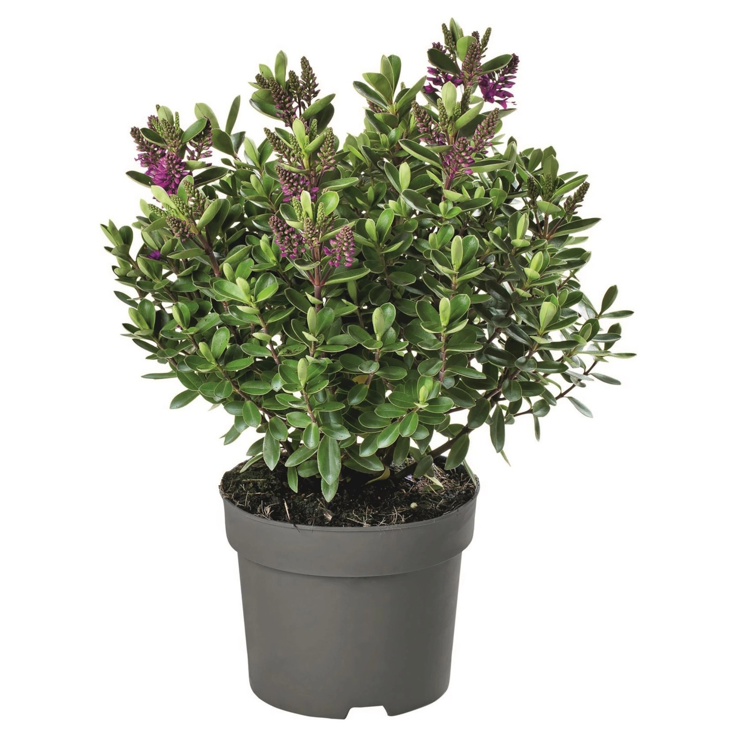 Hebe Andersonova (Hebe andersonii) tmavě zelená 40 cm, pr. 23 cm Hebe Andersonova (Hebe andersonii) tmavě zelená 40 cm, pr. 23 cm