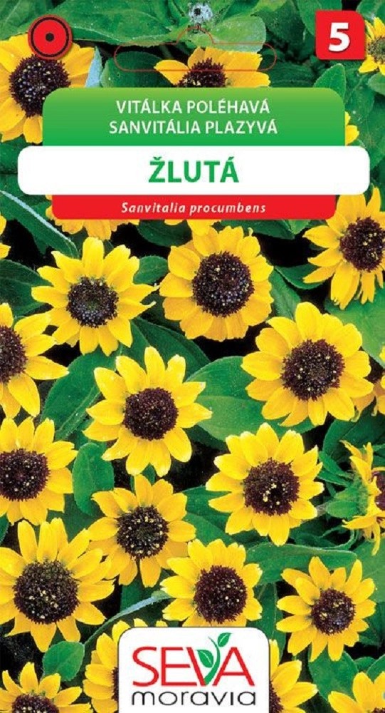 Semínka Vitálka poléhavá žlutá s tm. středem (Sanvitalia procumbens) Semínka Vitálka poléhavá žlutá s tm. středem (Sanvitalia procumbens)