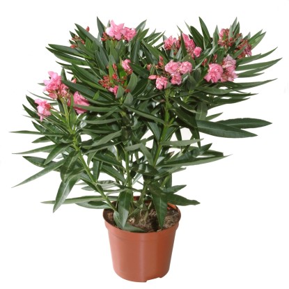 GROW by OBI Oleandr obecný (Nerium oleander), pr. kv. 14 cm GROW by OBI Oleandr obecný (Nerium oleander), pr. kv. 14 cm