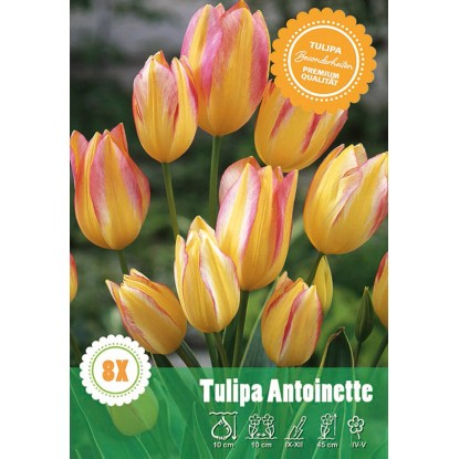 Tulipán Antoinette vícekvětý Tulipán Antoinette vícekvětý