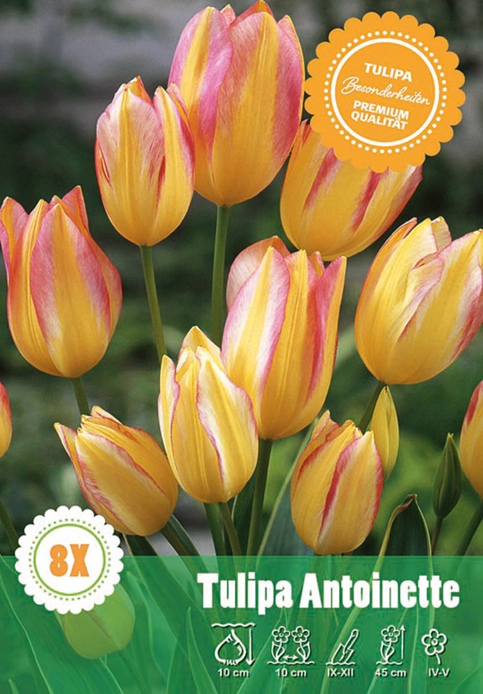 Tulipán Antoinette vícekvětý Tulipán Antoinette vícekvětý