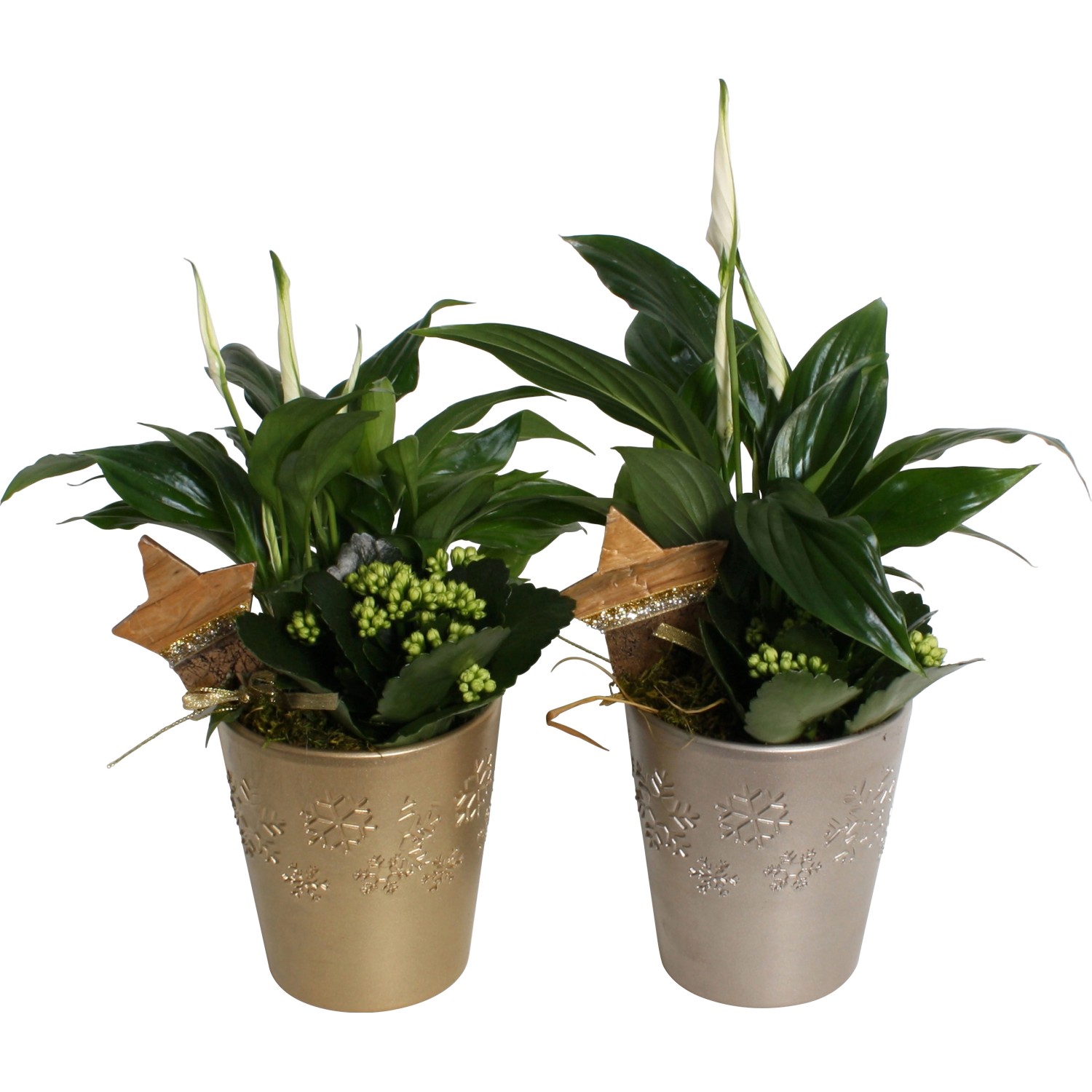 Vánoční aranžmá v keramickém květináči průměr květináče cca 13 cm Vánoční aranžmá v keramickém květináči průměr květináče cca 13 cm