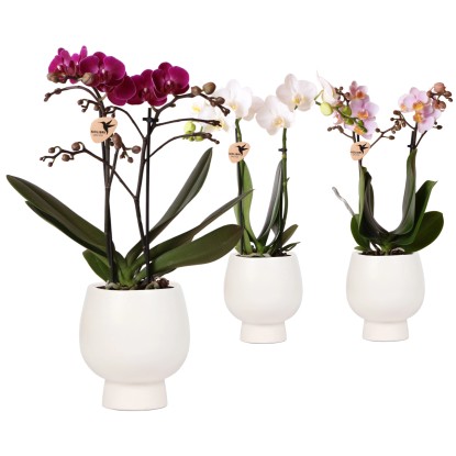 Orchidej (Phalaenopsis) v květináči Scandic White, různé barvy, pr. kv. cca 9 cm Orchidej (Phalaenopsis) v květináči Scandic White, různé barvy, pr. kv. cca 9 cm