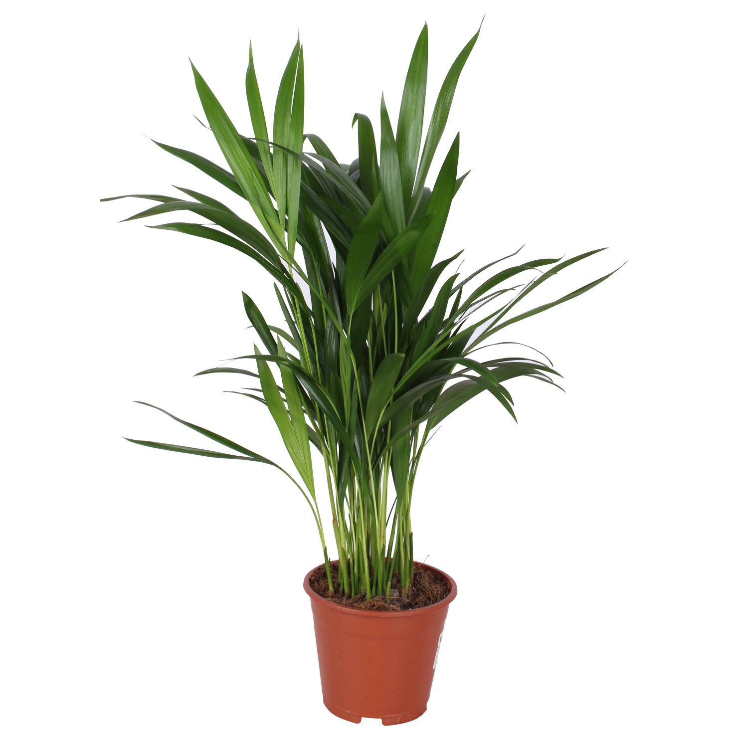 Zelené rostliny různé druhy, výška 50-65 cm, pr. 14 cm Zelené rostliny různé druhy, výška 50-65 cm, pr. 14 cm