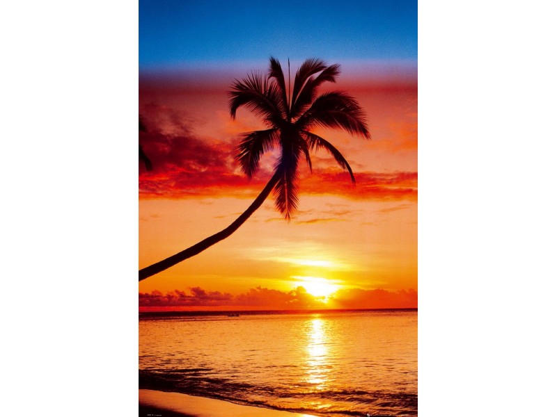 Maxiposter 61 Cm X 91 5 Cm Sun Set Palm Tree Koupit V OBI