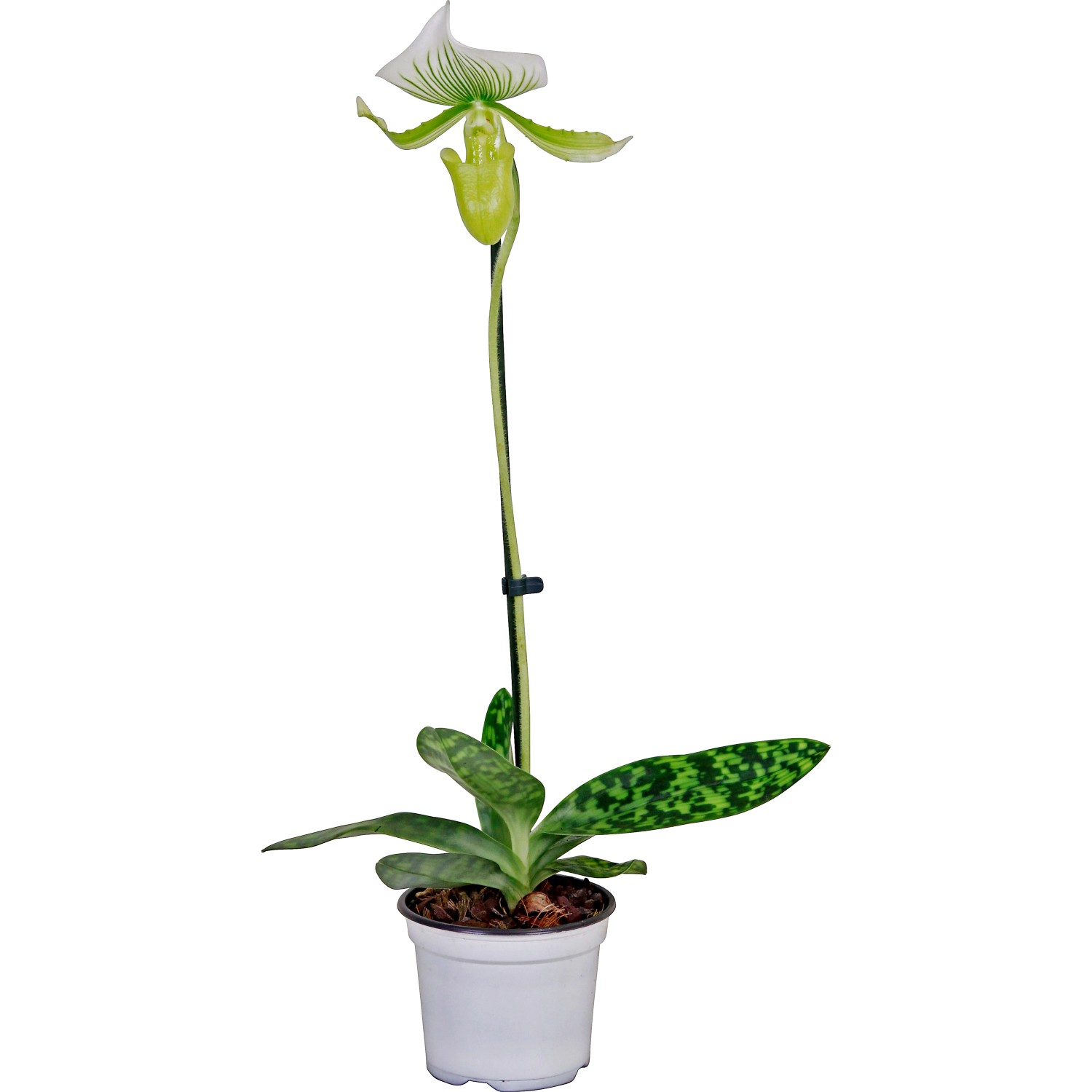 Střevíčník s 1 výhonem "Maudiae Femma" pr. květináče cca 12 cm Střevíčník s 1 výhonem "Maudiae Femma" pr. květináče cca 12 cm