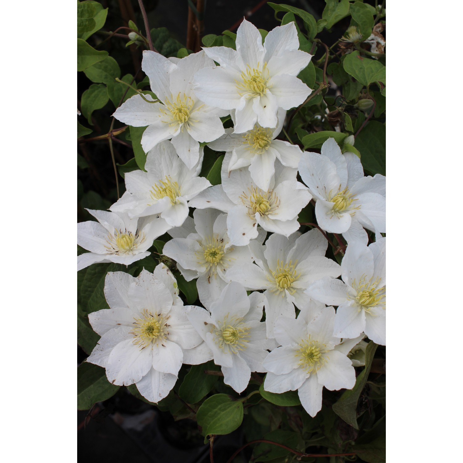 Plam Nek Clematis Hybride Gladys Picard Cca Cm Pr Kv Cca