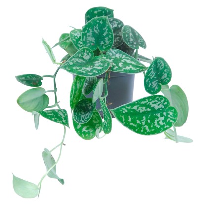 Šplhavník Pictus průměr květináče cca 10 cm Šplhavník Pictus průměr květináče cca 10 cm