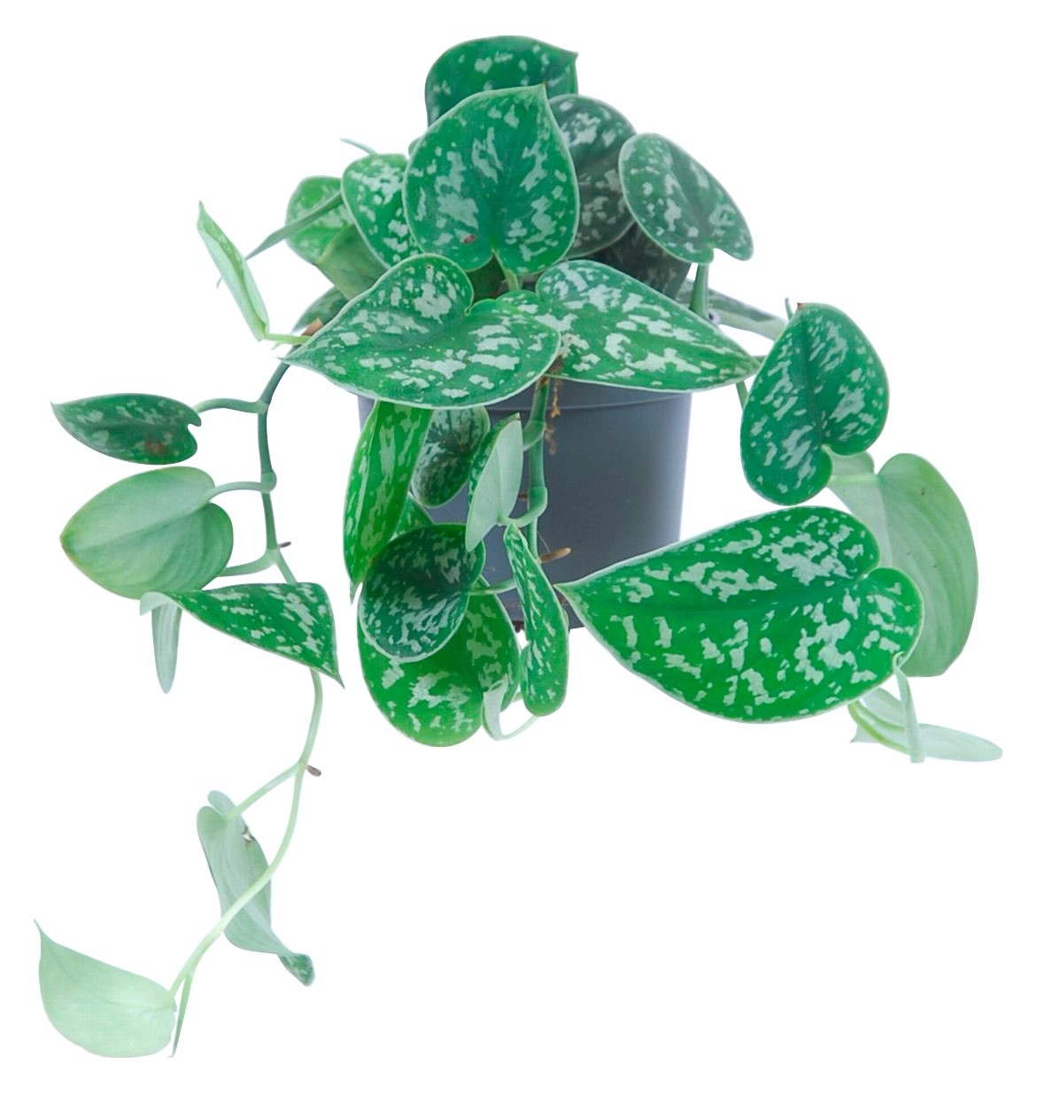 Šplhavník Pictus průměr květináče cca 10 cm Šplhavník Pictus průměr květináče cca 10 cm