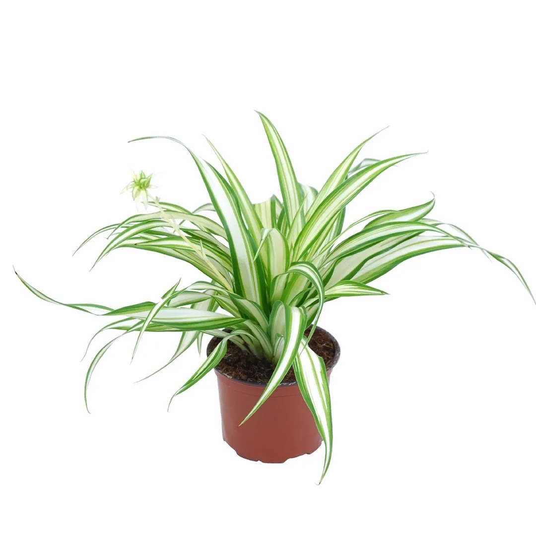 Zelenec chocholatý "Ocean" (Chlorophytum Comosum), výška 10 cm, pr. kv. 5,5 cm Zelenec chocholatý "Ocean" (Chlorophytum Comosum), výška 10 cm, pr. kv. 5,5 cm