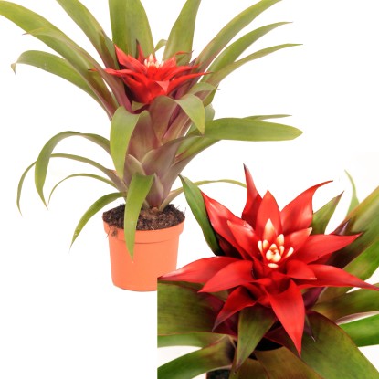 Guzmánie "Confetti", červená, průměr květináče cca 9 cm, Guzmania Guzmánie "Confetti", červená, průměr květináče cca 9 cm, Guzmania