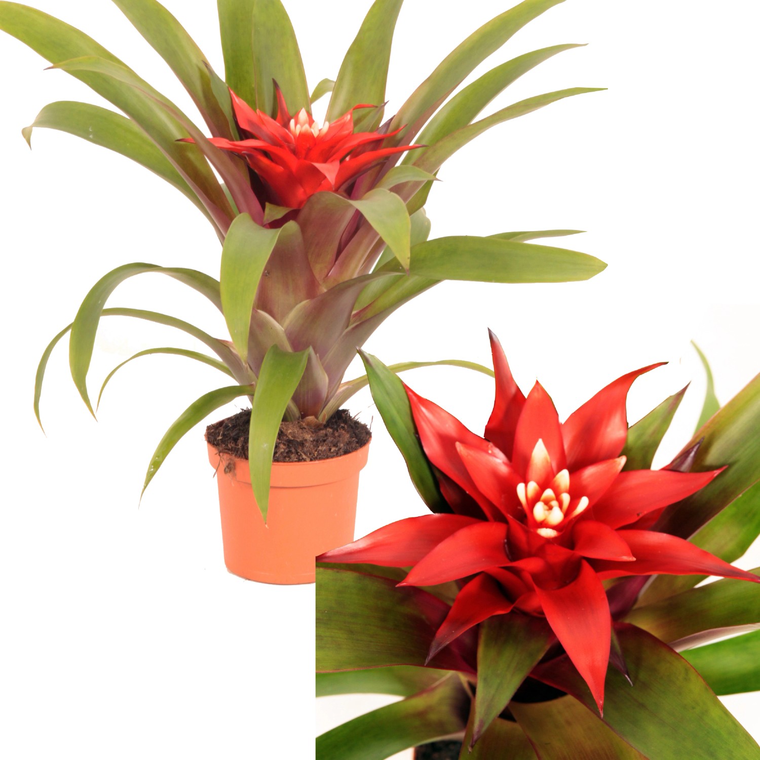 Guzmánie "Confetti", červená, průměr květináče cca 9 cm, Guzmania Guzmánie "Confetti", červená, průměr květináče cca 9 cm, Guzmania