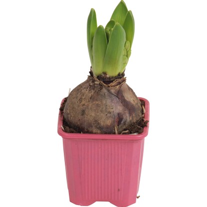 Hyacint růžový průměr květináče cca 7 cm Hyacint růžový průměr květináče cca 7 cm