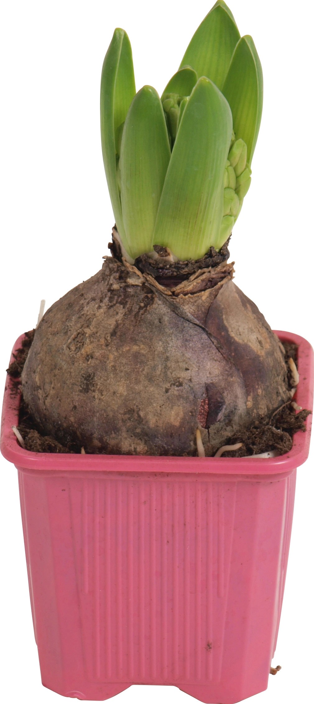 Hyacint růžový průměr květináče cca 7 cm Hyacint růžový průměr květináče cca 7 cm