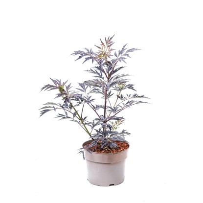 Bez černý (sambucus nigra) Black Lace Bez černý (sambucus nigra) Black Lace