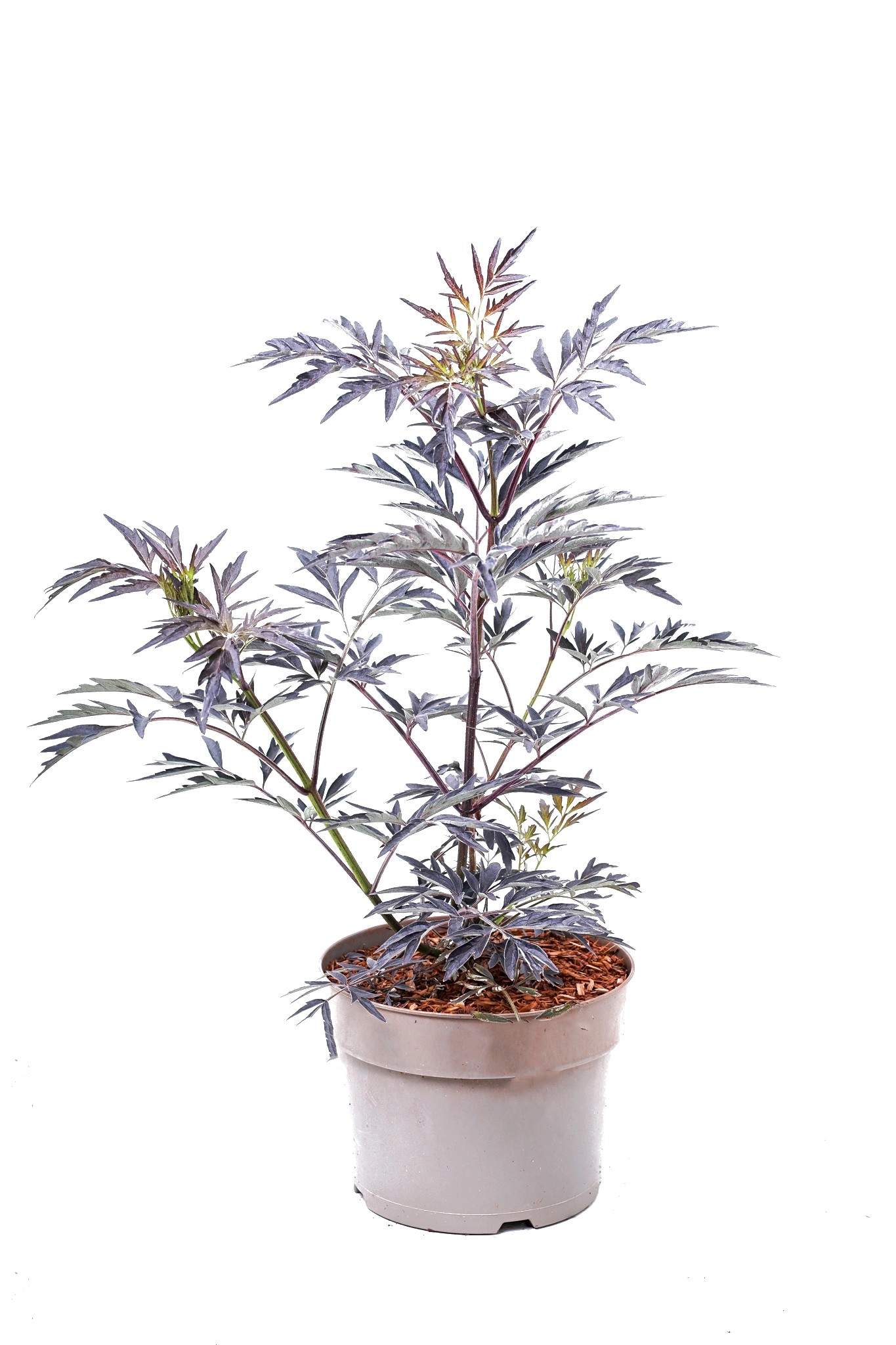 Bez černý (sambucus nigra) Black Lace Bez černý (sambucus nigra) Black Lace