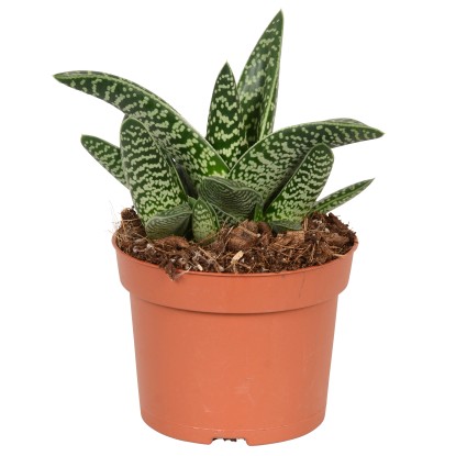 Aloe variegata Aloe variegata