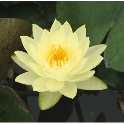 OBI Leknín "Joey Tomocik" žlutý průměr květináče cca 18 cm Nymphaea OBI Leknín "Joey Tomocik" žlutý průměr květináče cca 18 cm Nymphaea
