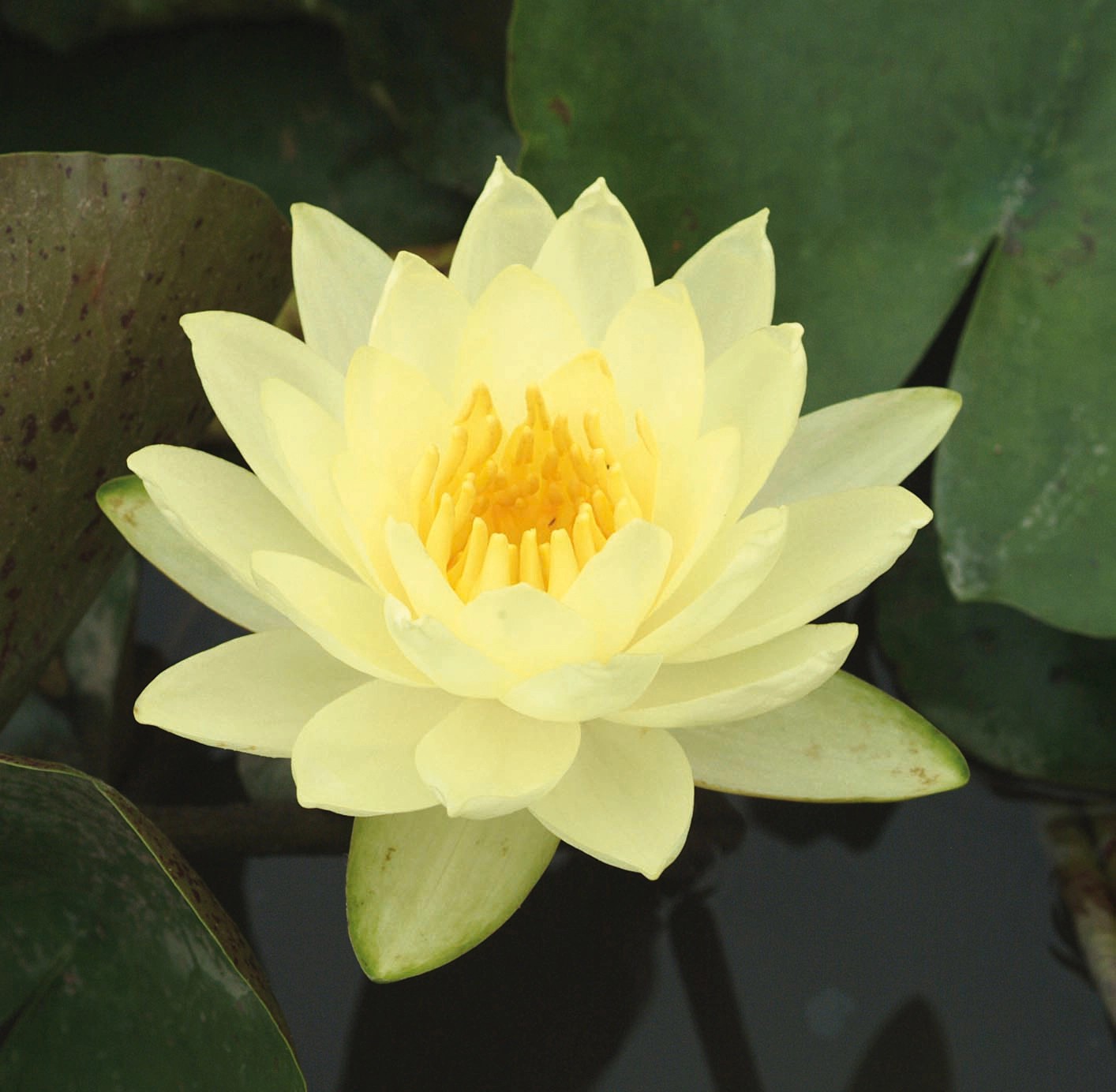 OBI Leknín "Joey Tomocik" žlutý průměr květináče cca 18 cm Nymphaea OBI Leknín "Joey Tomocik" žlutý průměr květináče cca 18 cm Nymphaea