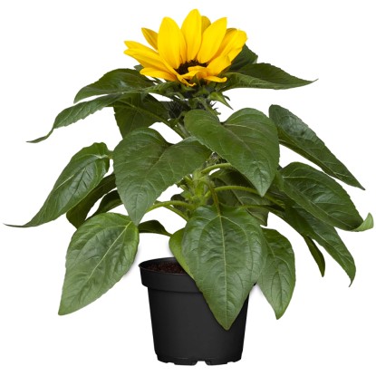 Landgard Slunečnice roční (Helianthus anuus) "Sunray" výška 10-20 cm, pr. 15 cm Landgard Slunečnice roční (Helianthus anuus) "Sunray" výška 10-20 cm, pr. 15 cm