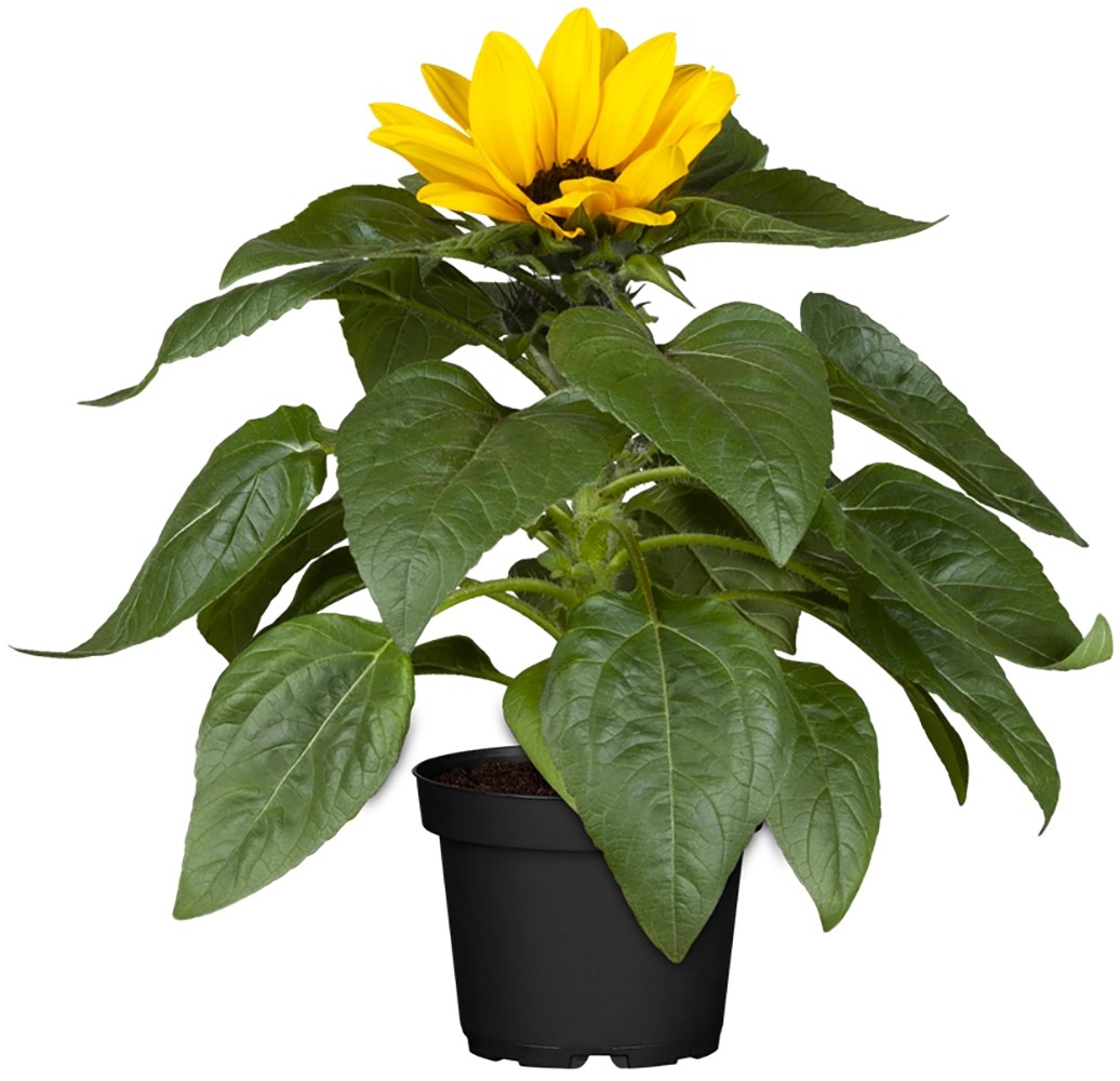 Landgard Slunečnice roční (Helianthus anuus) "Sunray" výška 10-20 cm, pr. 15 cm Landgard Slunečnice roční (Helianthus anuus) "Sunray" výška 10-20 cm, pr. 15 cm