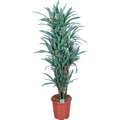 Dračinec "Warneckii" výška cca 140 cm průměr cca 31 cm Dracaena fragrans Dračinec "Warneckii" výška cca 140 cm průměr cca 31 cm Dracaena fragrans