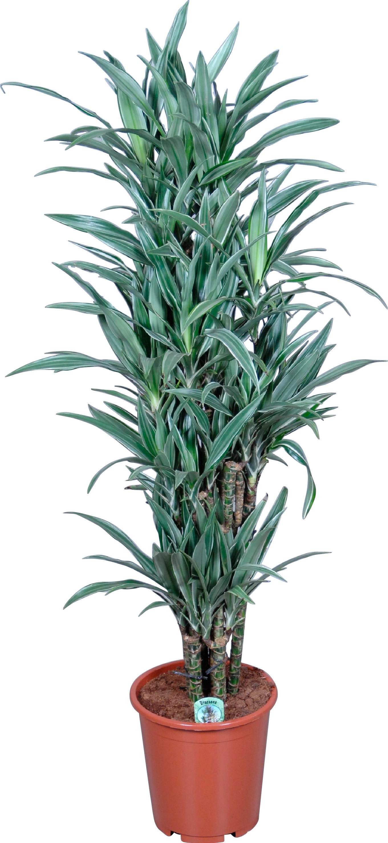 Dračinec "Warneckii" výška cca 140 cm průměr cca 31 cm Dracaena fragrans Dračinec "Warneckii" výška cca 140 cm průměr cca 31 cm Dracaena fragrans