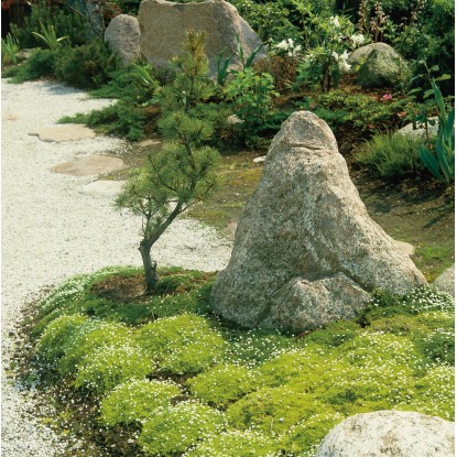 Irský mech průměr květináče cca 12 cm Irský mech průměr květináče cca 12 cm