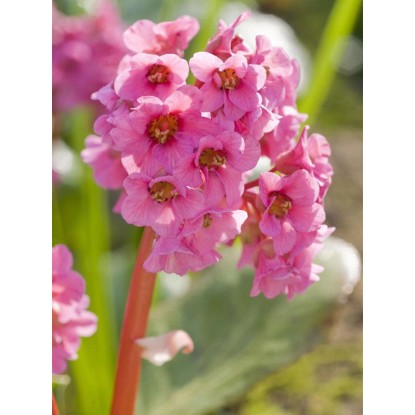 Bergénie srdčitolistá růžová průměr květináče cca 9 cm x 9 cm Bergénie srdčitolistá růžová průměr květináče cca 9 cm x 9 cm