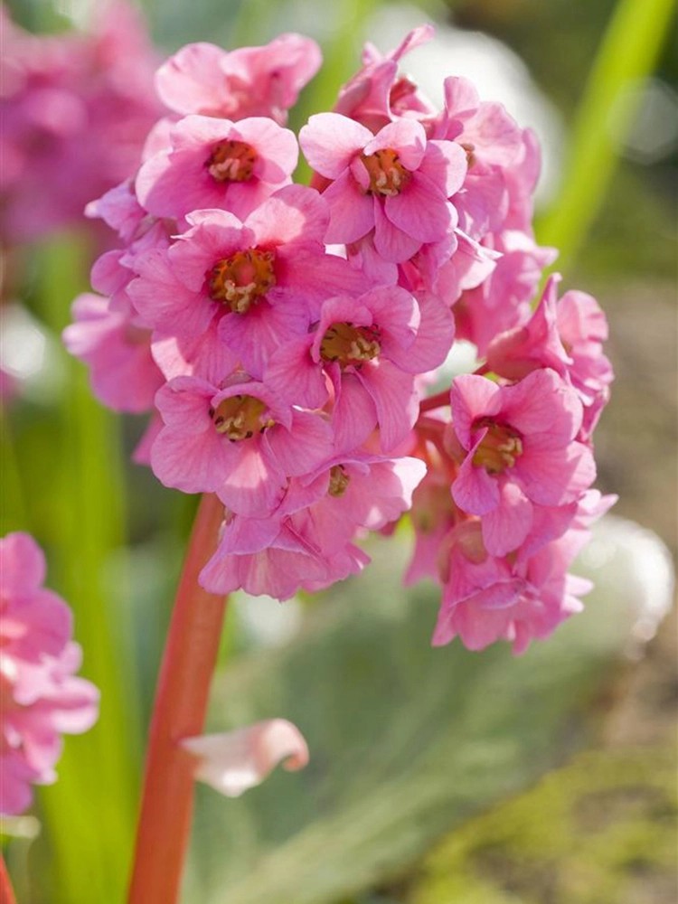 Bergénie srdčitolistá růžová průměr květináče cca 9 cm x 9 cm Bergénie srdčitolistá růžová průměr květináče cca 9 cm x 9 cm