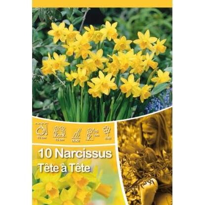 Narcis botanický Tete a Tete Narcis botanický Tete a Tete